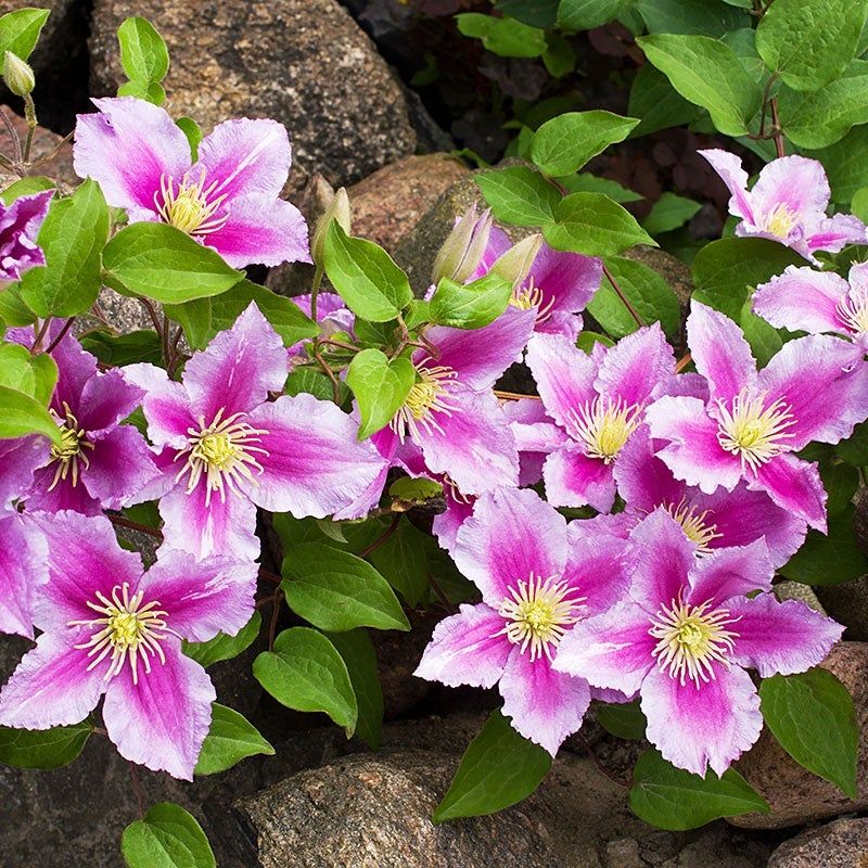 Clematis