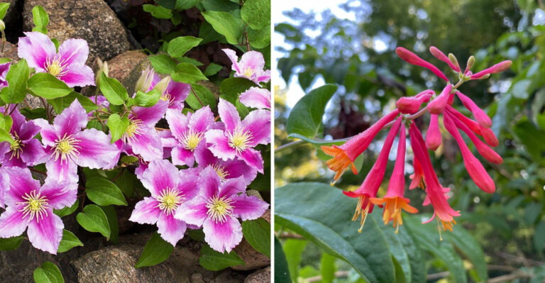 32 Spectacular Stunning Perennial Flowering Vines That Come Back Every Year