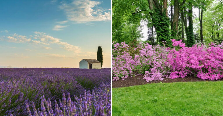 34 Simple Ideas For Landscaping With Shrubs