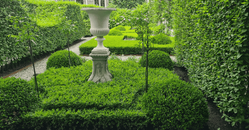 Boxwood Hedging