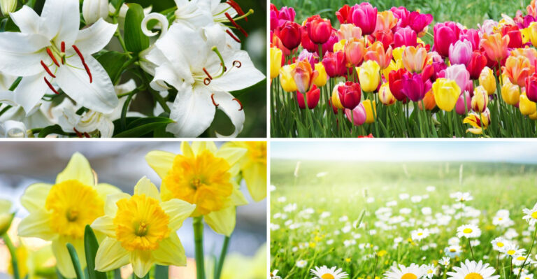 36 Flower Meanings and What Each Bloom Symbolizes