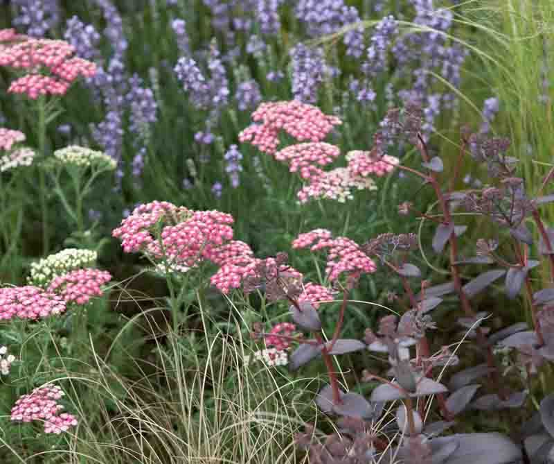 5. Sedum (Stonecrop)