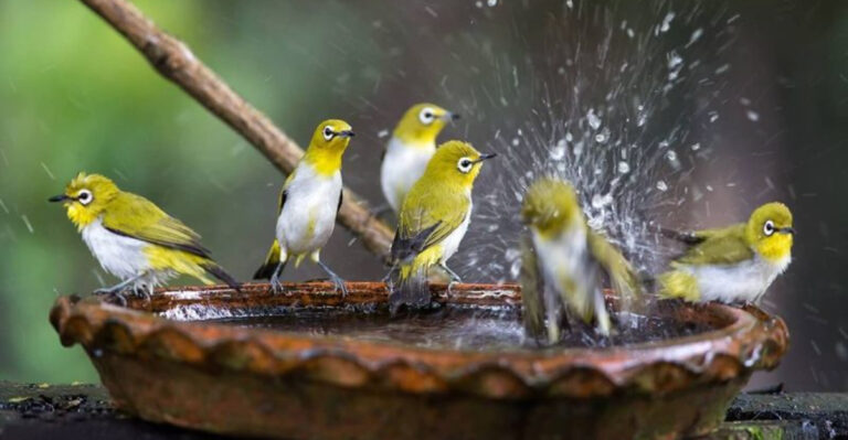 5 Birdbath Myths That Scare Birds Away – Plus 11 Proven Attractors