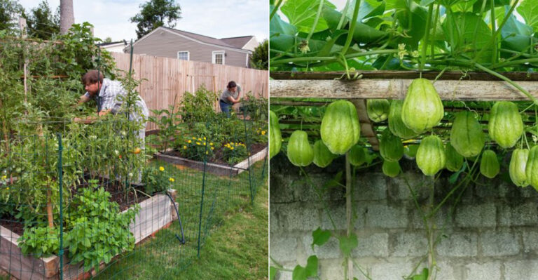 5 Common Vertical Garden Mistakes – Plus 13 Plants That Actually Work