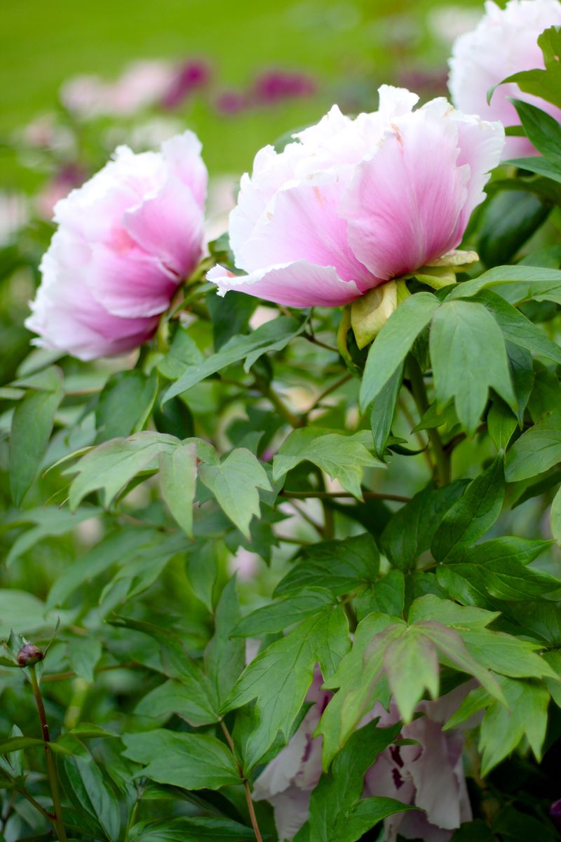 Tree Peony