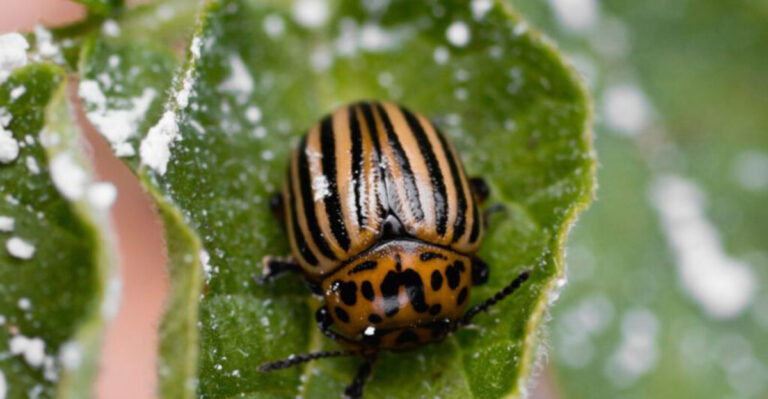 5 Japanese Beetle Mistakes to Avoid Plus 11 Solutions That Work