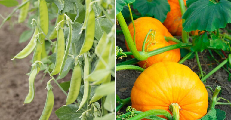 5 July Crops to Avoid – And 23 That Actually Love Summer Heat