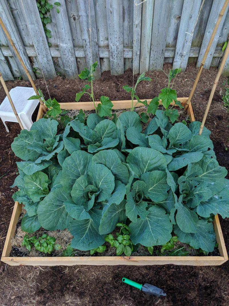 Planting Too Close Together