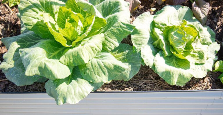 5 Lettuce-Cabbage Spacing Errors to Avoid — And 11 Perfect Planting Patterns Instead