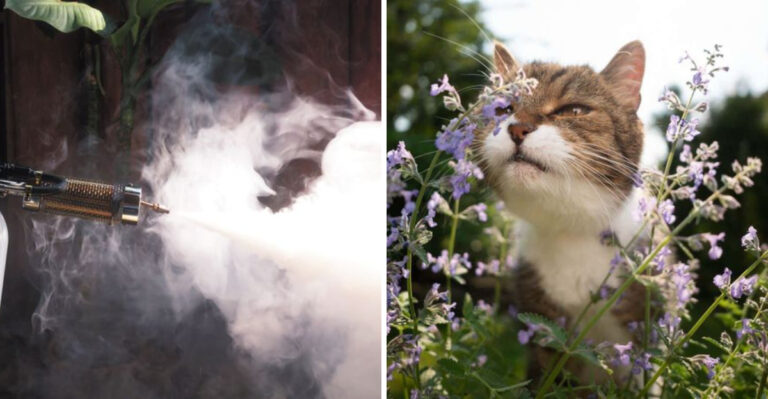 5 Mosquito Sprays to Avoid — And 9 Natural Garden Methods That Work