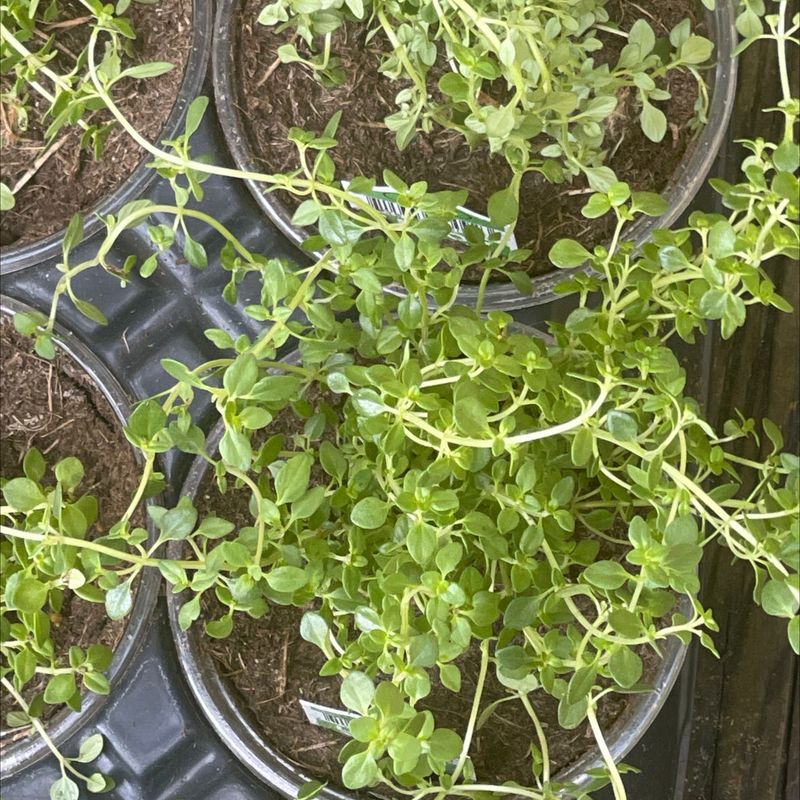 Overwatering Dilemma