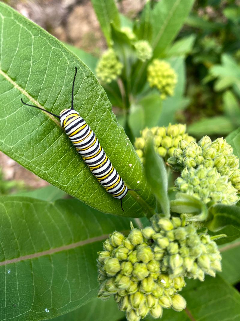 Essential for Monarch Butterflies