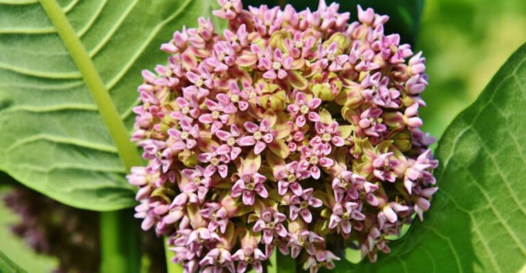 5 Reasons to Love (and 5 to Avoid) Milkweed in Your Yard