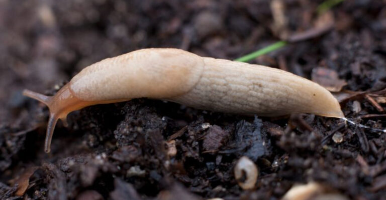 5 Slug Control Methods to Skip — And 13 Garden Solutions That Actually Work