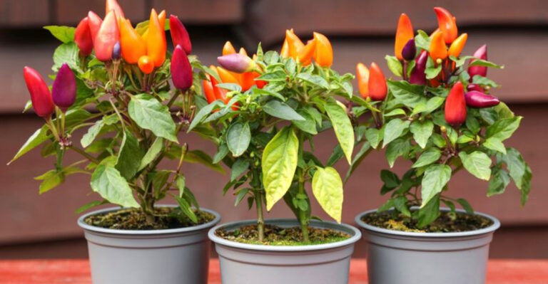5 Vegetables That Fail in Buckets – And 15 That Thrive Year Round