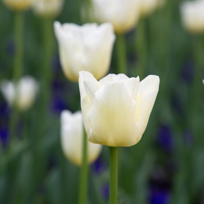 White Tulips