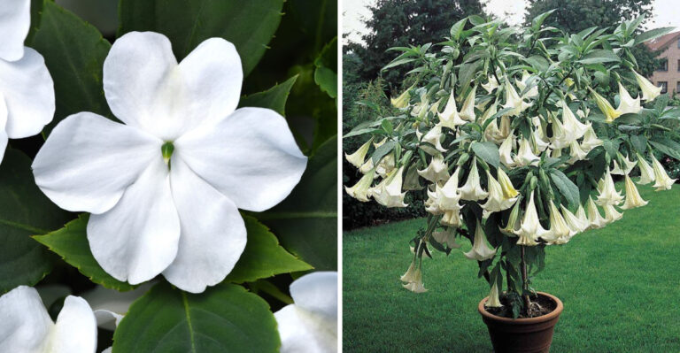 5 White Summer Flowers to Avoid – And 11 That Bloom Perfectly