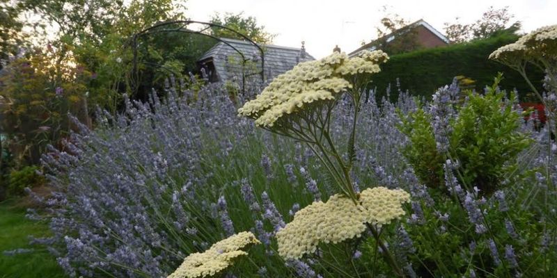 6. Yarrow (Achillea)