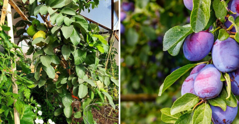 6 Fruits That Never Ripen in Cool Climates (And 6 That Thrive There)