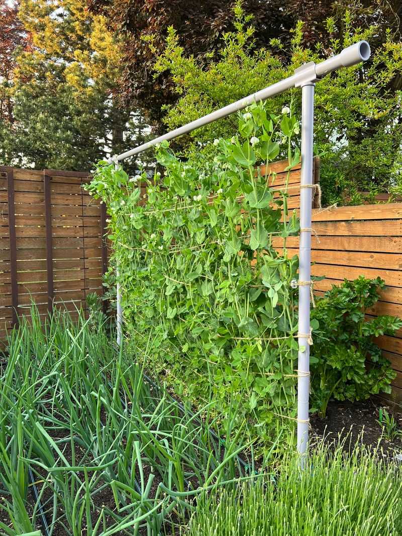 7. Peas (Snow, Snap, Shelling)