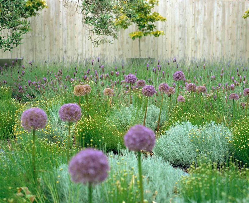 7. Alliums