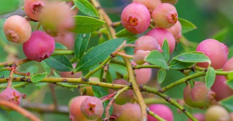 7 Best Blueberry Varieties to Grow in Pots and Containers