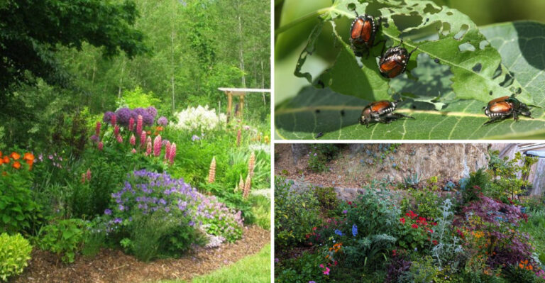 7 Common Mistakes With Perennial Gardens — Plus 17 Flowers That Bloom All Season