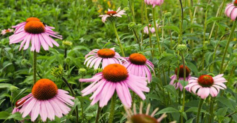 7 Coneflower Seed Collection Actions That Are Secretly Ruining Your Garden