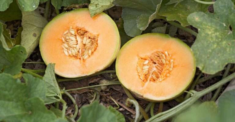 7 Fastest-Growing Melons For the Home Garden