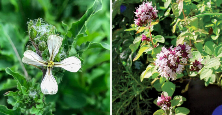 7 Herbs That Always Bolt in Heat (And 7 That Laugh at Summer Sun)