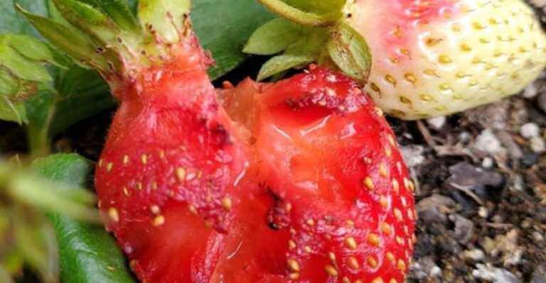 7 Pesky Pests That Could Be Ruining Your Strawberry Harvest