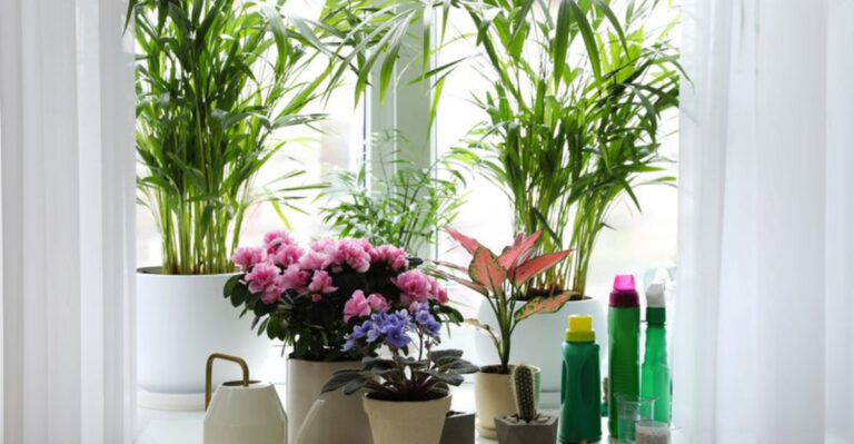 7 Plants Share One Secret – They Cool Rooms Without Electricity