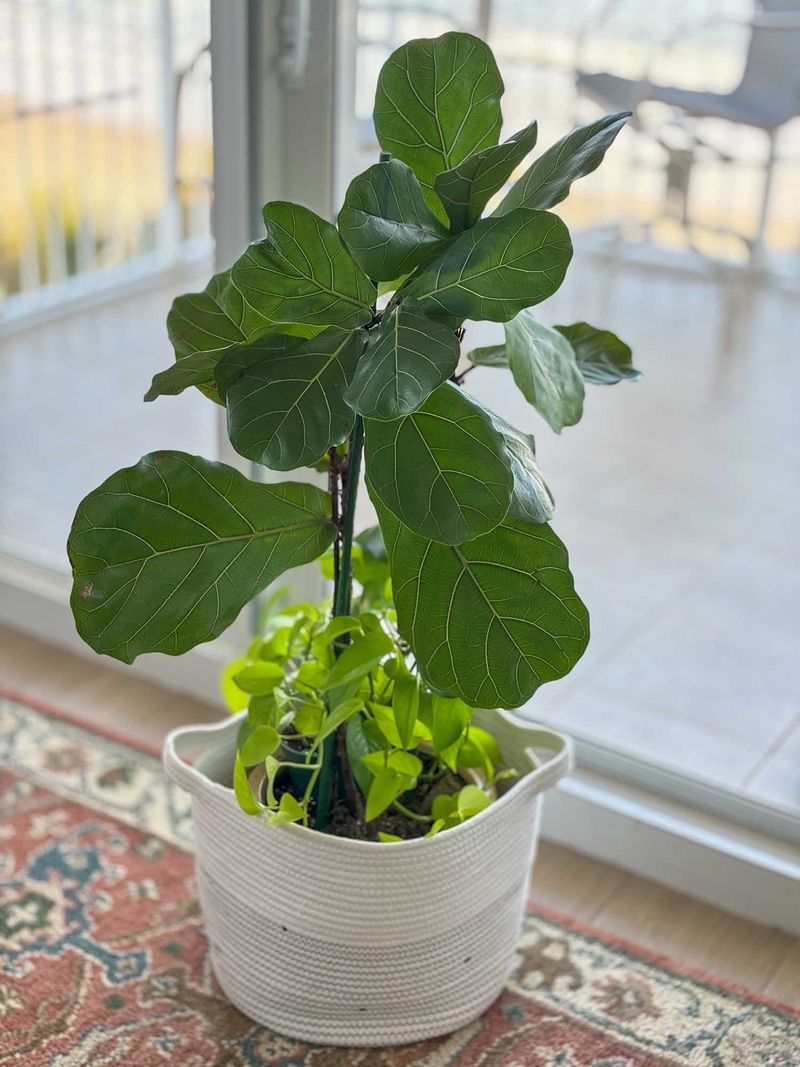 Fiddle Leaf Fig (Ficus lyrata)