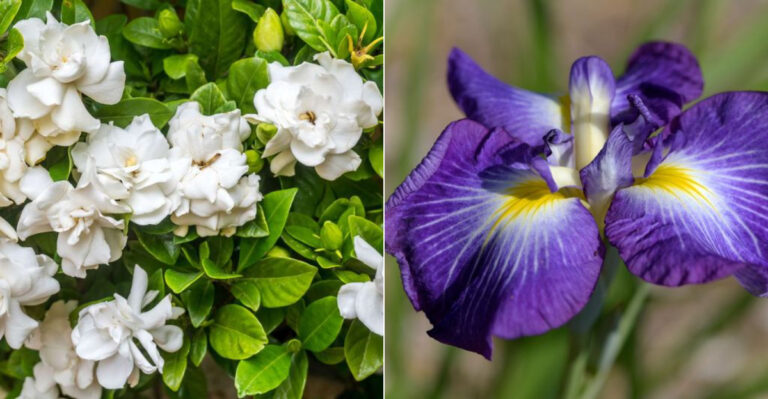 7 Plants That Die Fast and 13 Perennials That Refuse to Quit