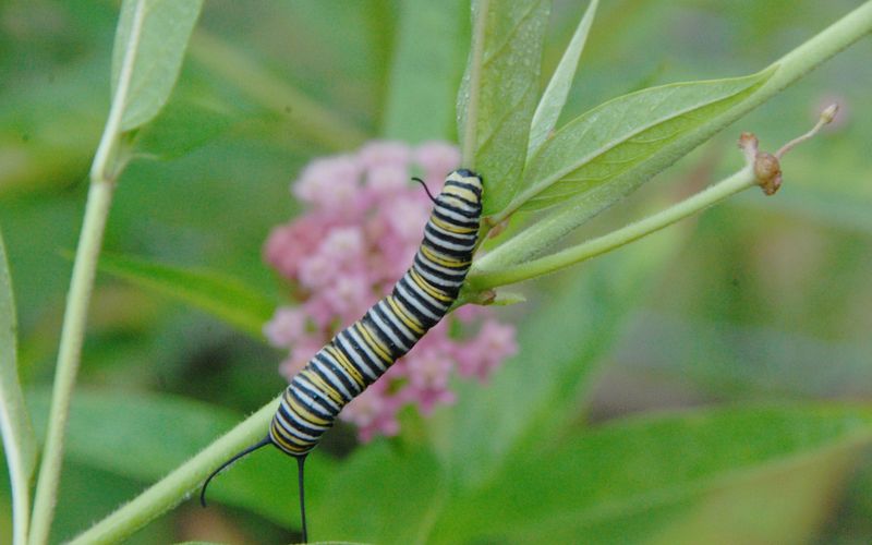 Essential for Monarch Butterflies