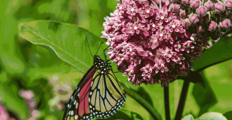 7 Pros and 8 Cons of Growing Common Milkweed (Asclepias syriaca)