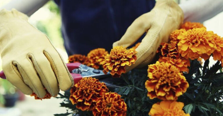 7 Secret Benefits of Marigold Pruning That Master Gardeners Don’t Want You to Know