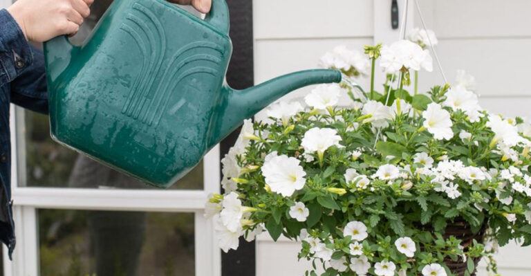 7 Watering Habits That Are Ruining Your Hanging Baskets
