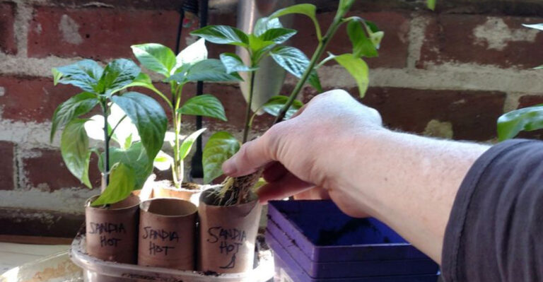 8 Genius Ways Toilet Paper Tubes Create Your Dream Garden