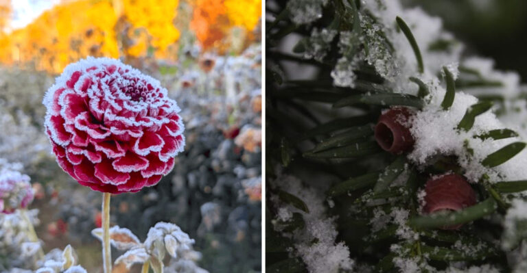 8 Plants That Freeze at First Frost (And 8 That Survive Arctic Winters)