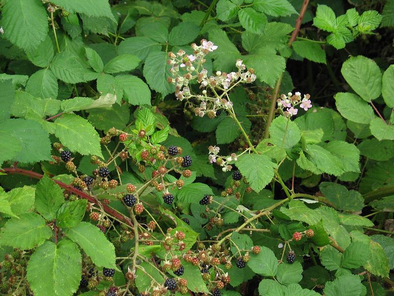 Choking Out Native Plants