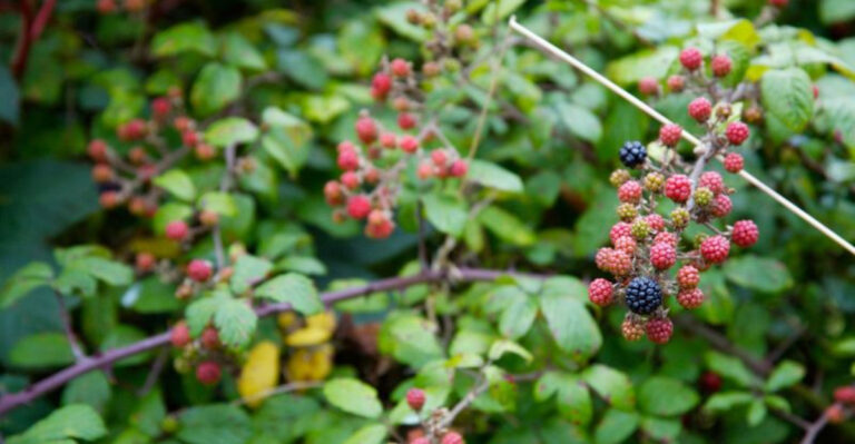 8 Reasons Why You Should Be Careful Growing Invasive Blackberries