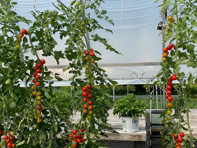 9. Tomatoes (Indeterminate Varieties)