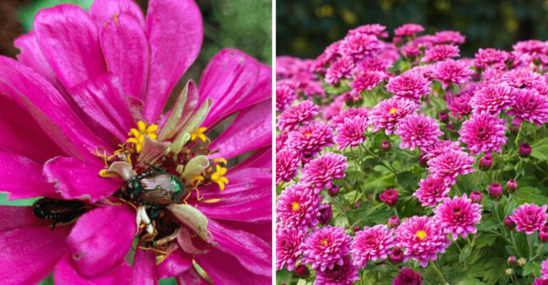 9 Flowers That Attract Every Pest (And 9 That Naturally Repel Them)