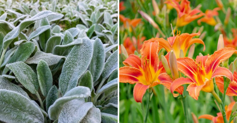 9 Perennials Nurseries Push But Experts Avoid – Plus 11 Secret Winners