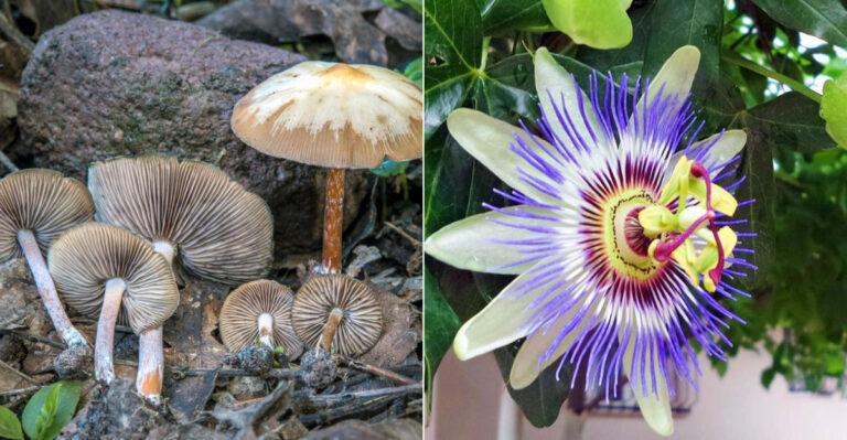 9 Plants You Can’t Legally Grow – Plus 13 Safe Alternatives