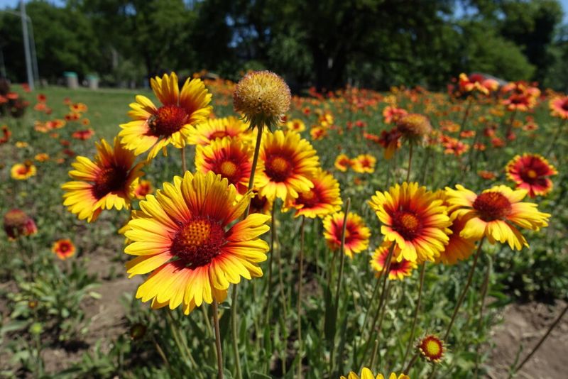 10. Gaillardia (Blanket Flower)