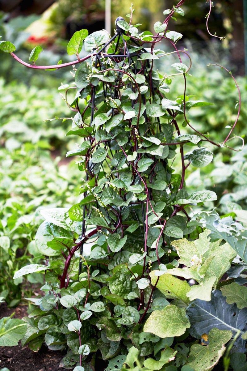 10. Malabar Spinach