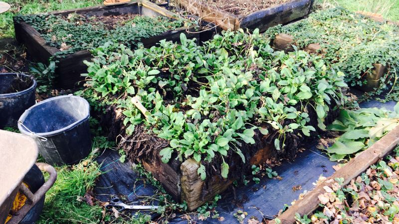 Natural Plant Protector and Soil Booster