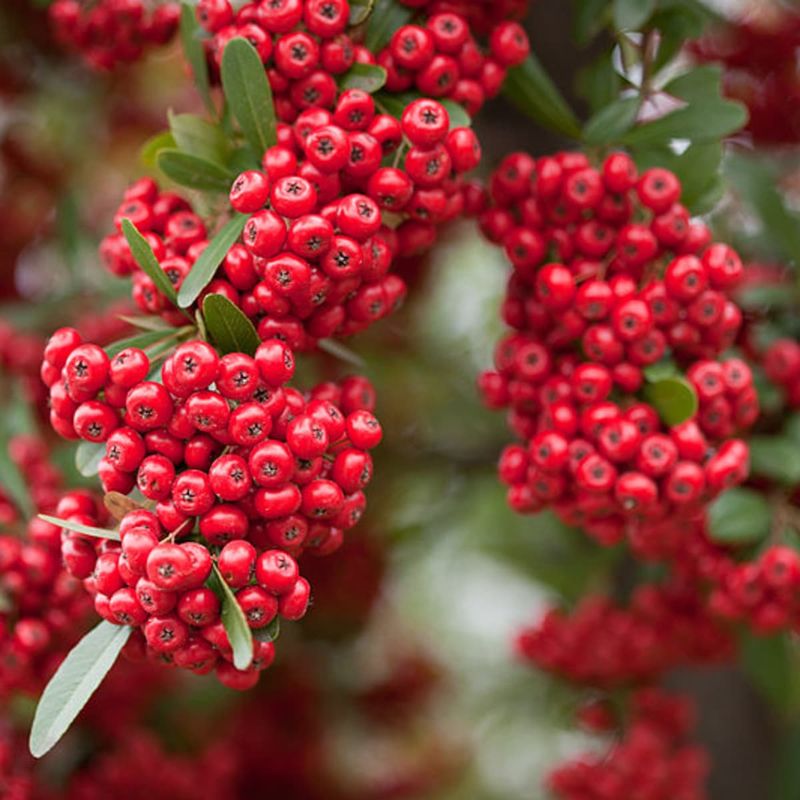 Firethorn's Festive Berries